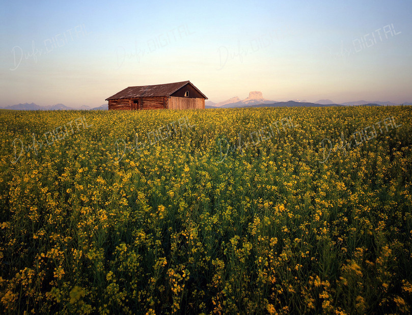Rural Landscape Serenity