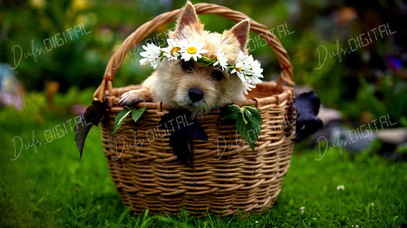 Dog in Flower Basket