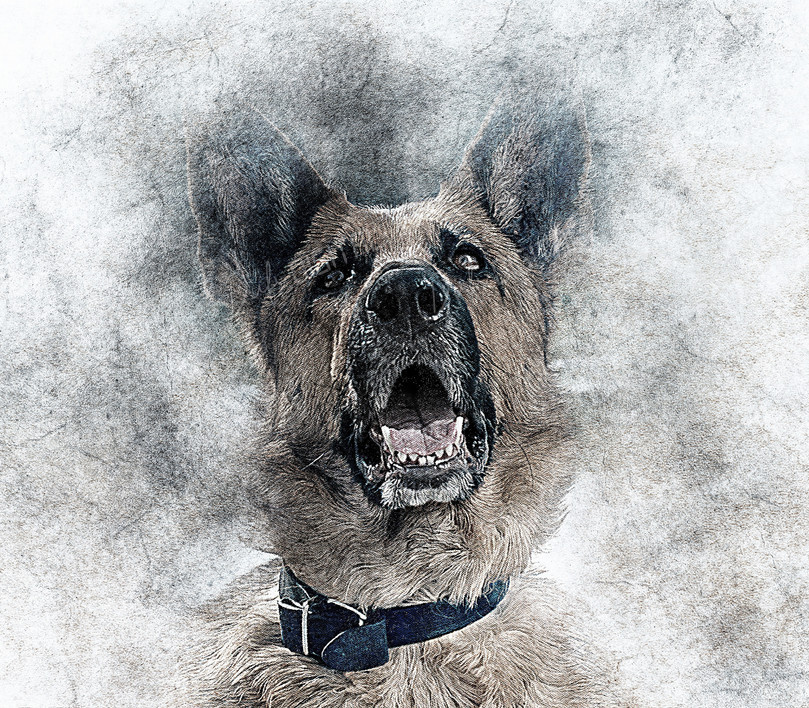 Alert German Shepherd