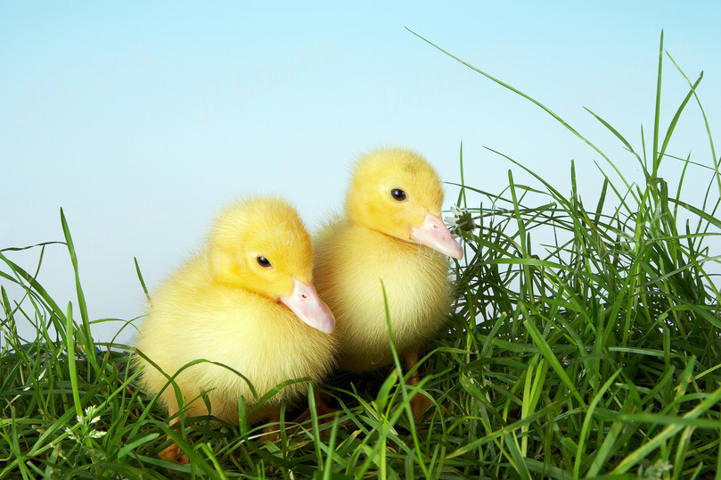 Cute Ducklings in Grass