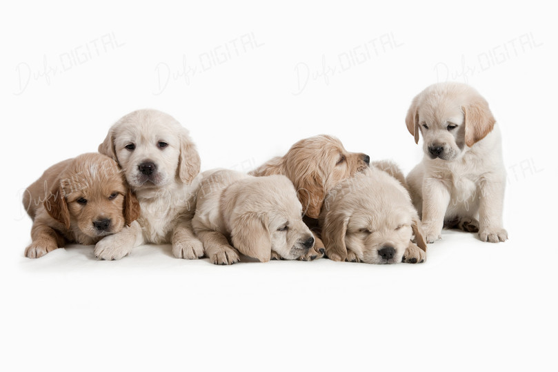 Cute Golden Retriever Puppies