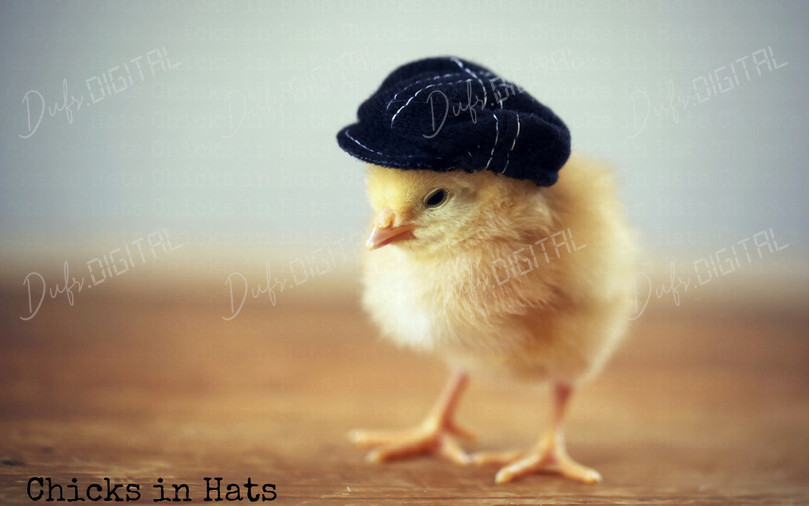 Chicks in Hats
