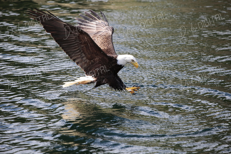 Eagle Catching Prey