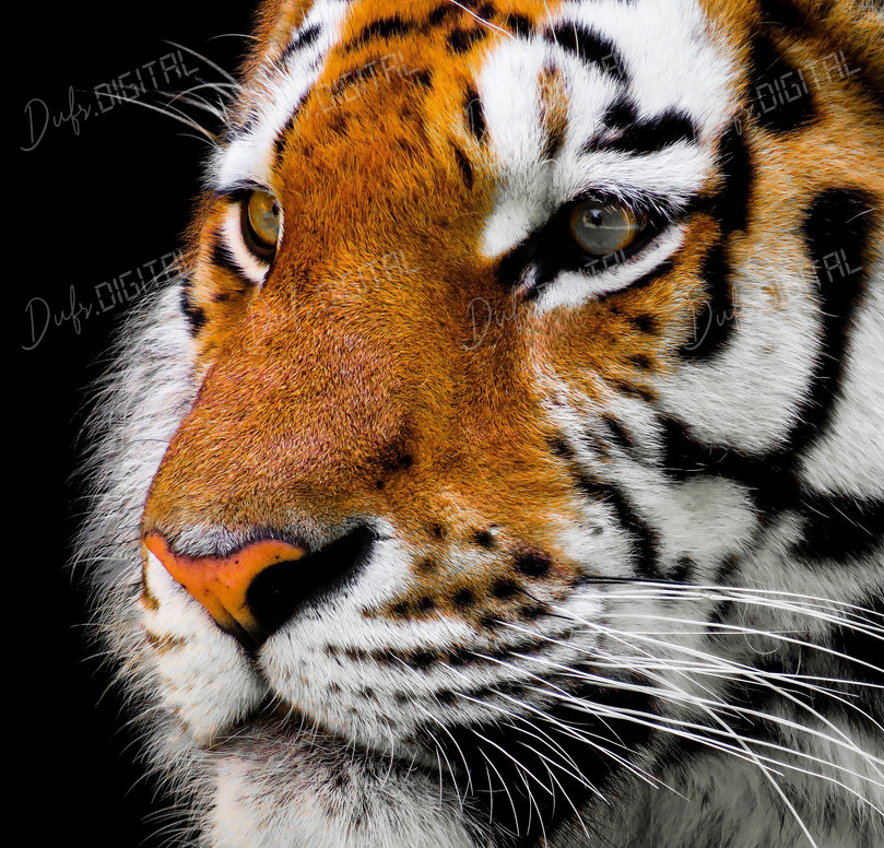 Close-Up Tiger Portrait