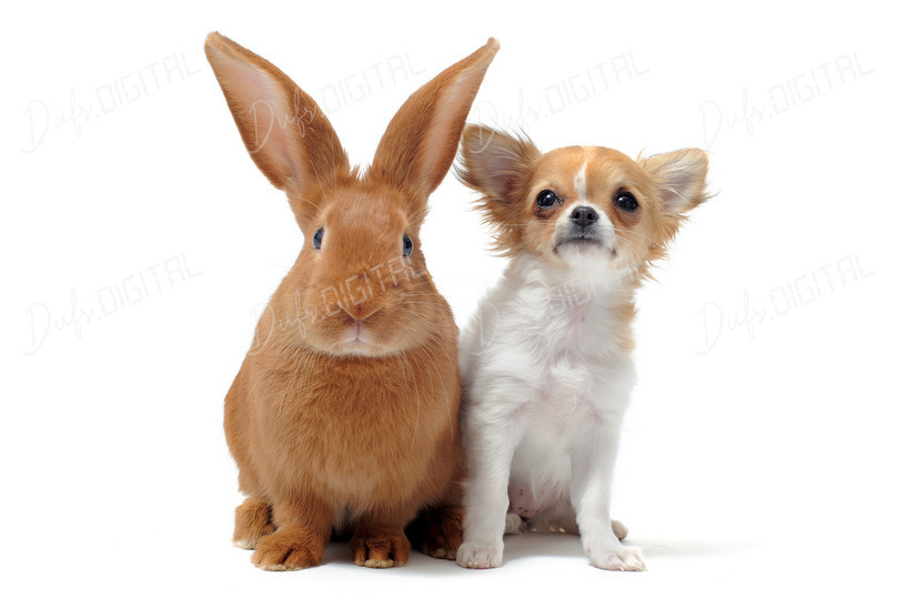 Rabbit and Dog Duo