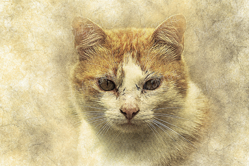 Whimsical Cat Portrait