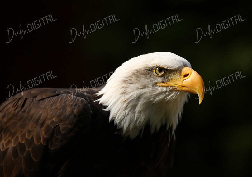 Majestic Bald Eagle