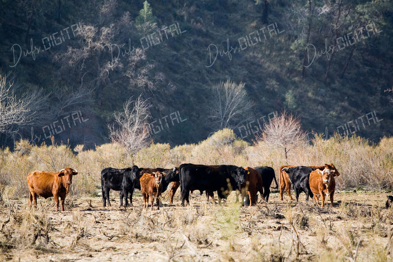 Cattle in Dry Landscape