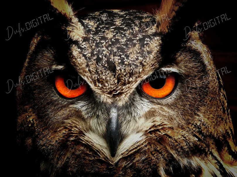 Intense Owl Portrait