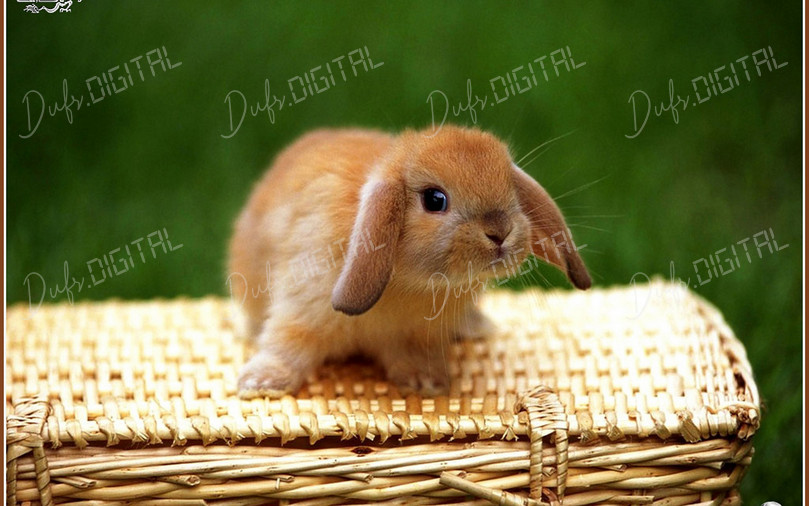 Cute Bunny on Basket