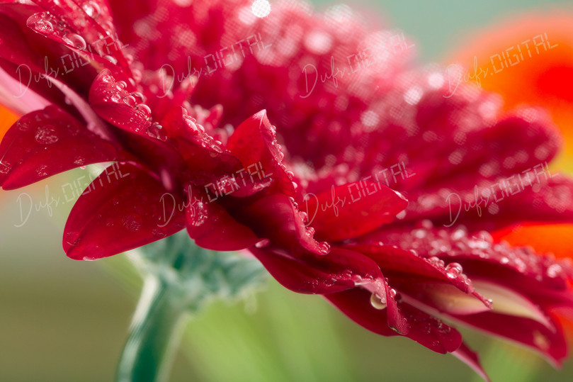 Dewy Red Flower