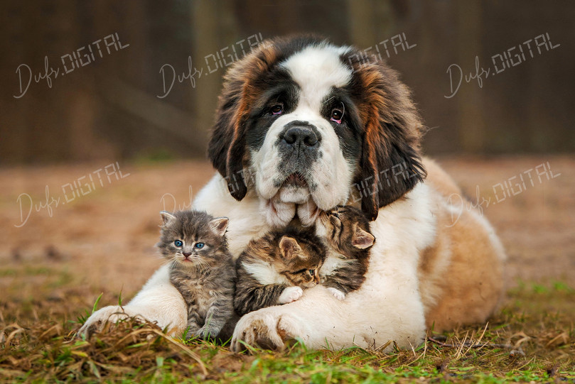 Playful Pets Together