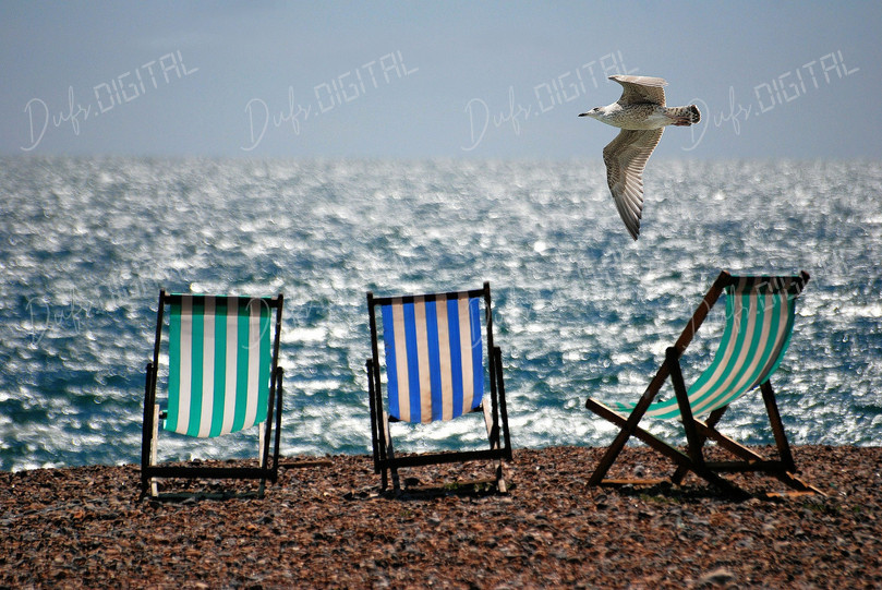 Seaside Chairs and Seagull