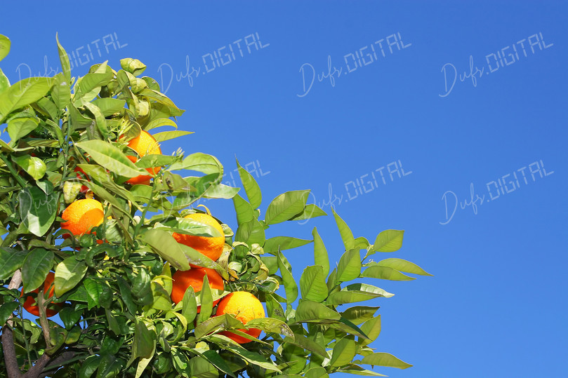 Orange Tree with Blue Sky