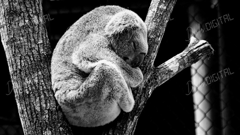 Sleeping Koala
