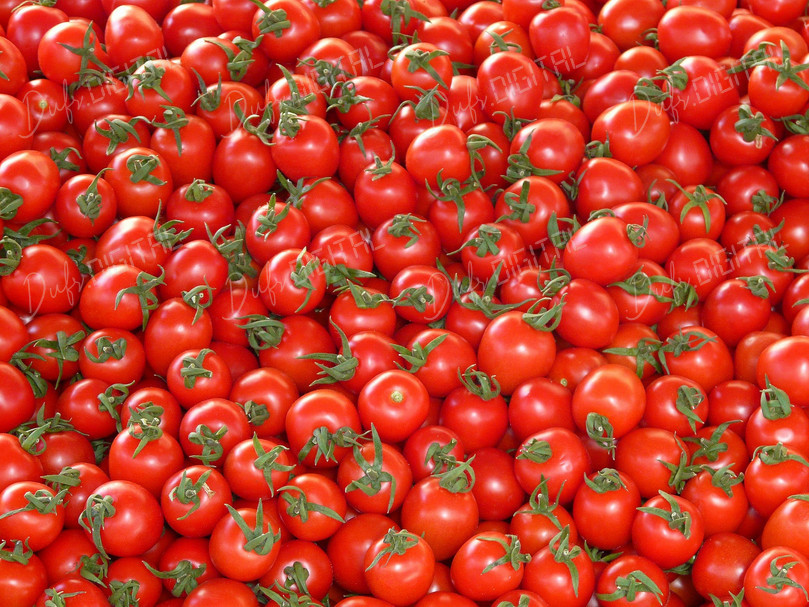 Fresh Red Tomatoes