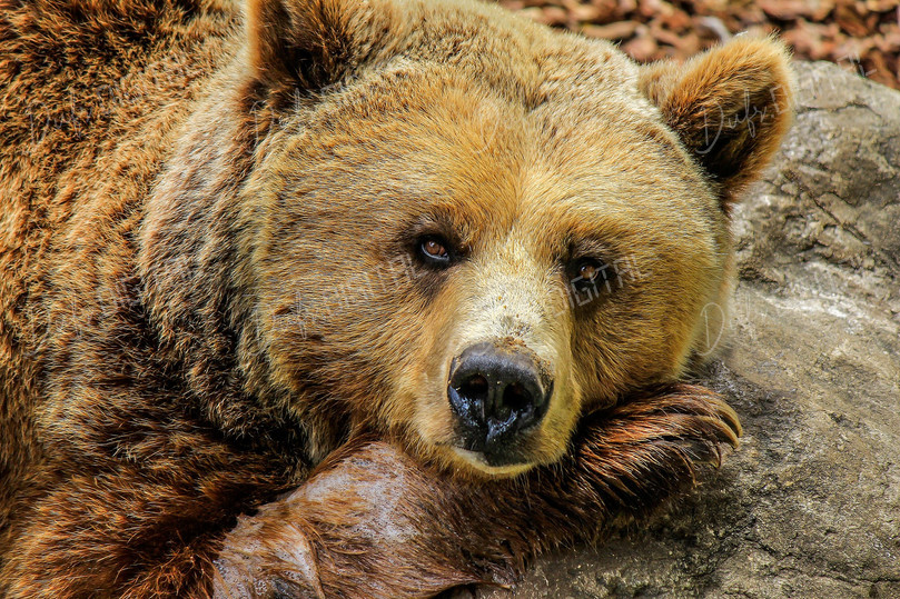 Relaxed Grizzly Bear
