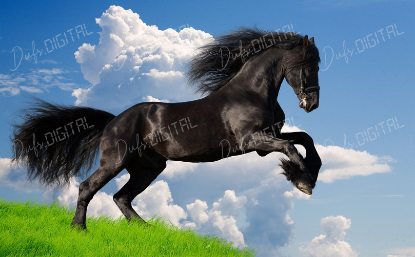 Majestic Black Horse