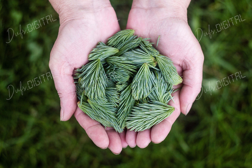 Green Pine Needles