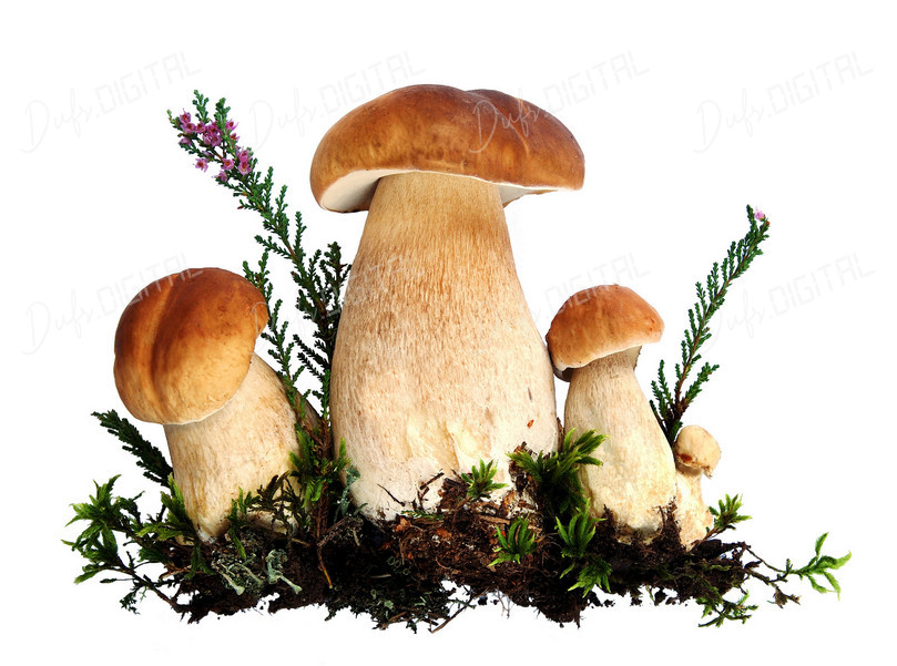 Mushroom Family Gathering