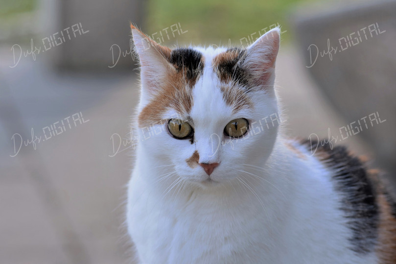 Calico Cat Portrait