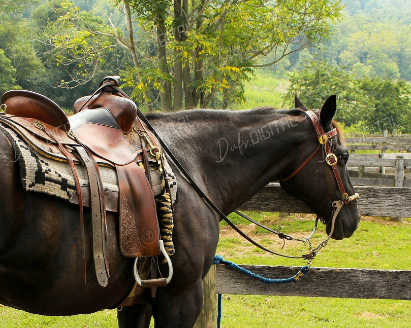 Saddle-Ready Horse
