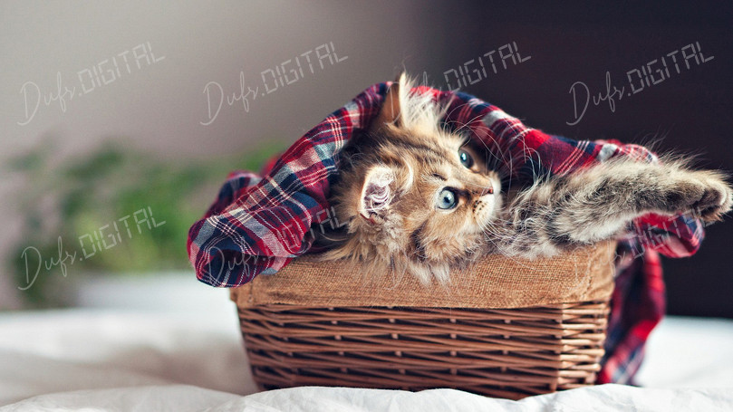 Playful Cat in Basket