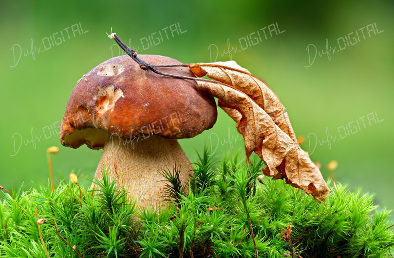 Mushroom on Green Moss