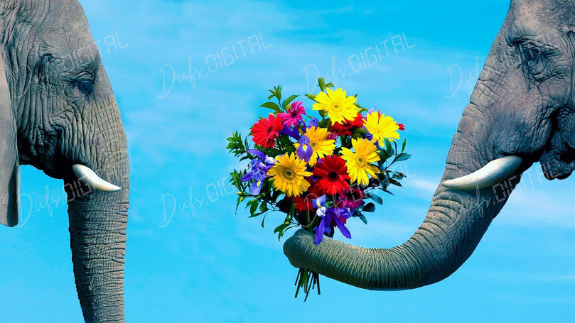 Elephants with Flowers