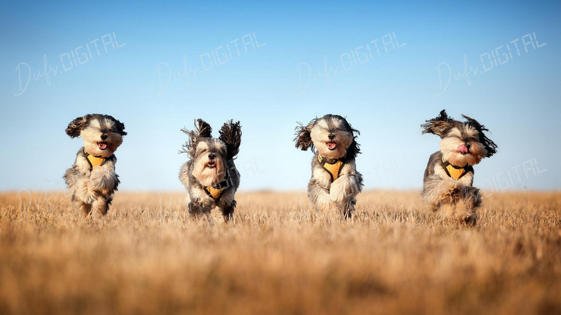 Happy Dogs Running Free
