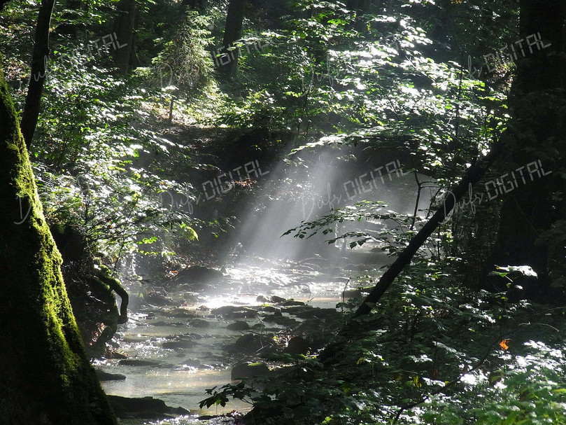 Mystical Forest Stream