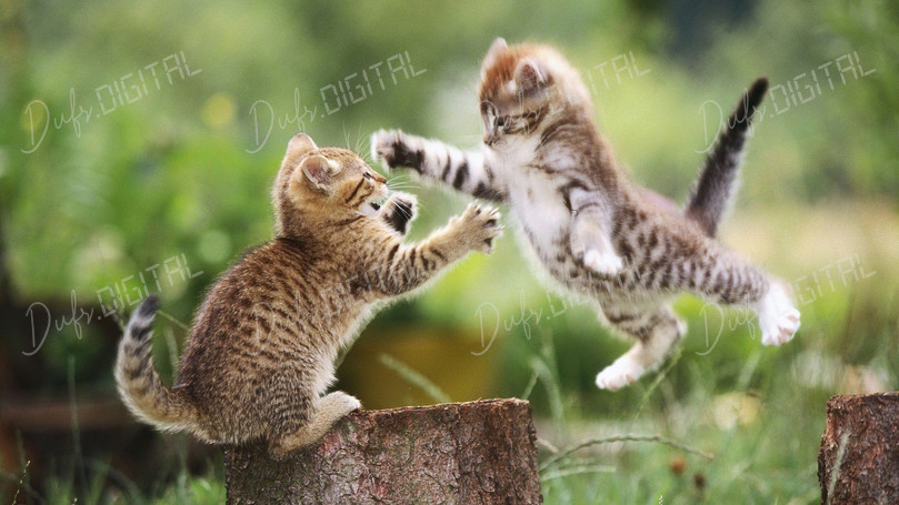 Playful Kittens