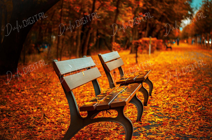 Autumn Park Benches