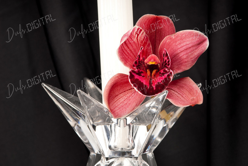 Elegant Orchid Arrangement