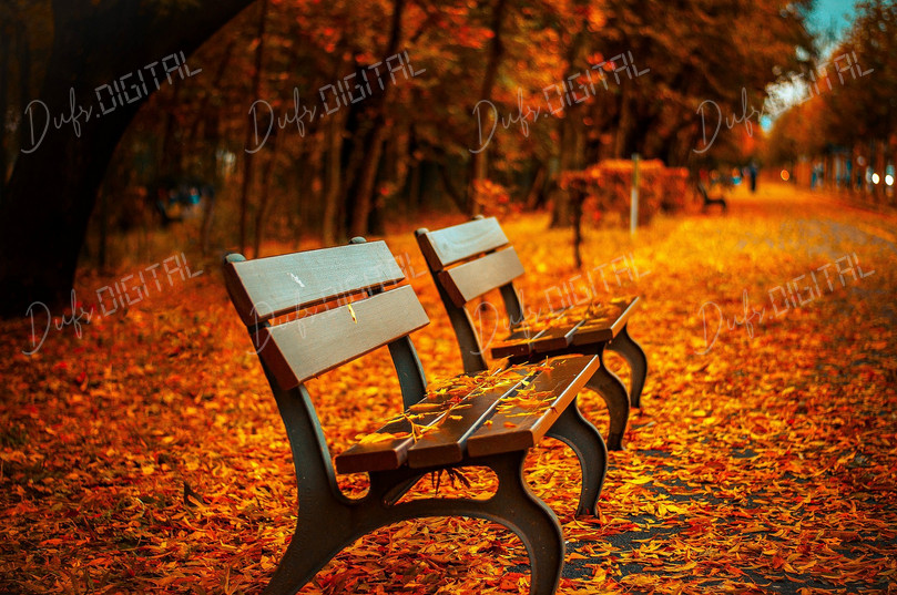 Autumn Park Bench