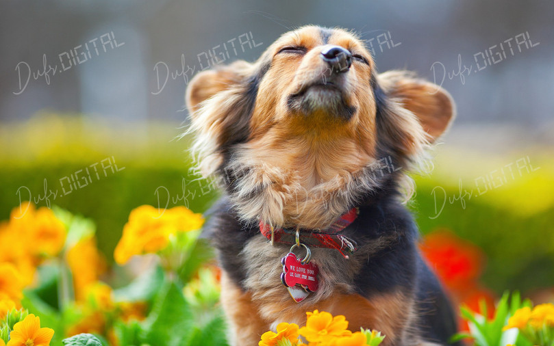 Happy Dog in Flowers