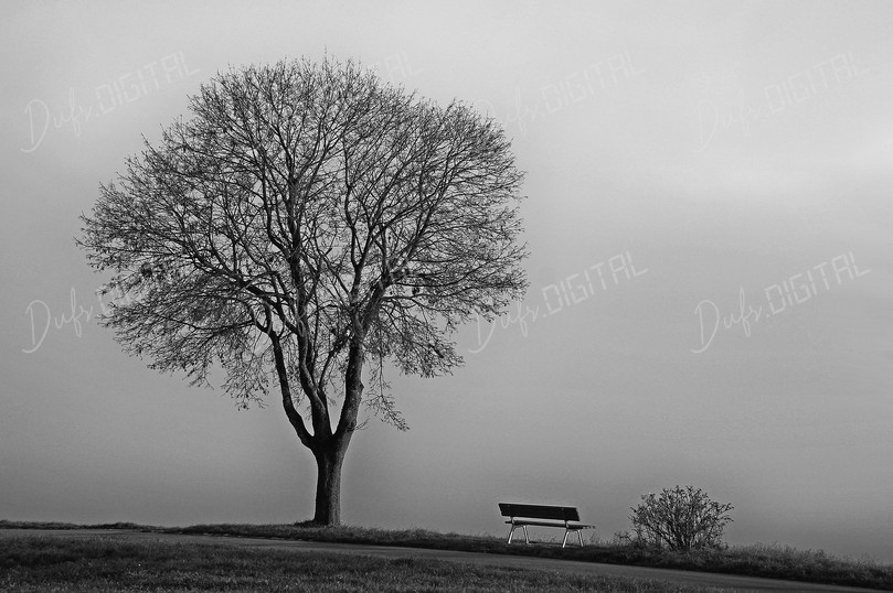 Solitary Tree and Bench