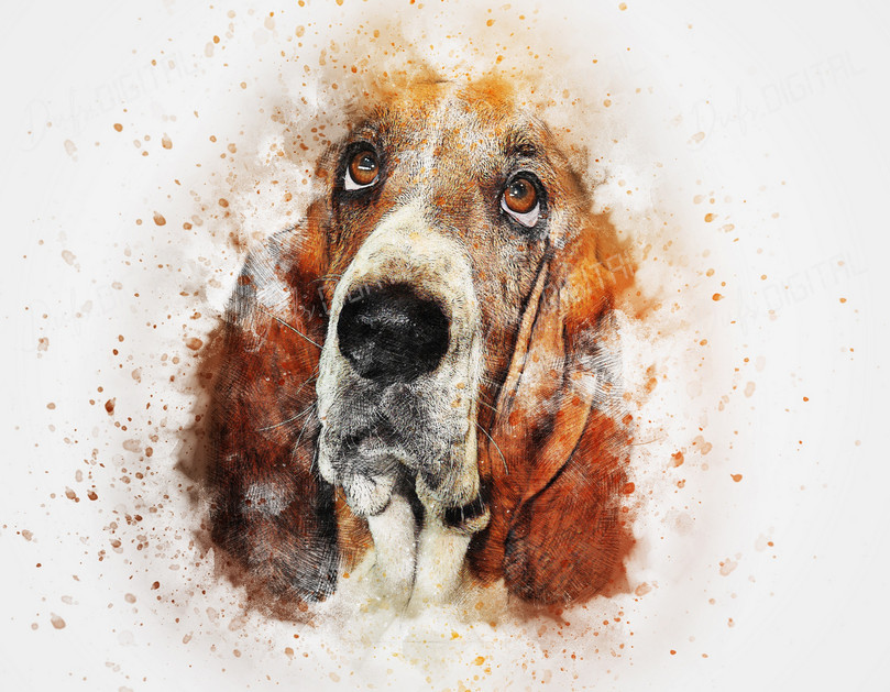 Basset Hound Portrait
