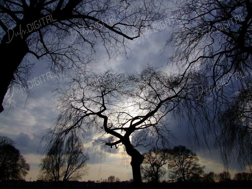 Silhouetted Trees at Dusk