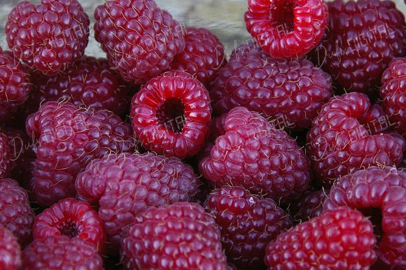 Fresh Raspberries Close-Up